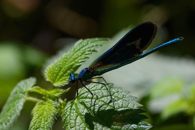 Beautiful Demoiselle